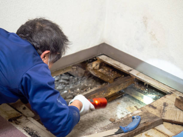 Professional Mold Removal in Koontz Lake, IN