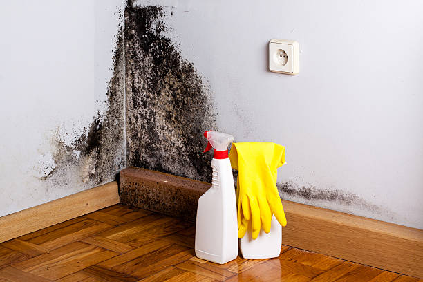 Best Same-Day Mold Removal  in Koontz Lake, IN