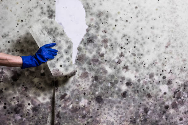 Home Mold Removal in Koontz Lake, IN