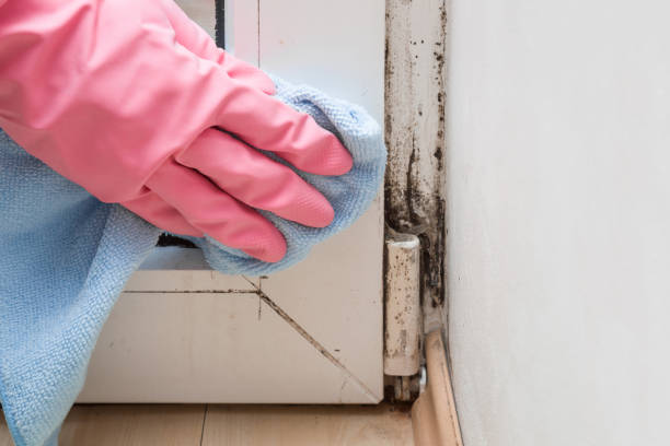 Best Toxic Mold Removal  in Koontz Lake, IN