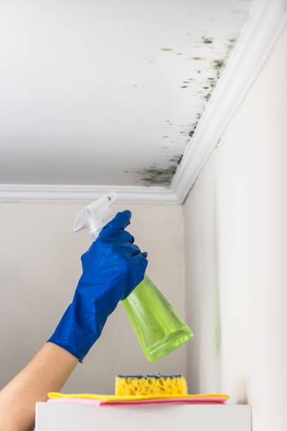 Best Mold Damage Repair  in Koontz Lake, IN